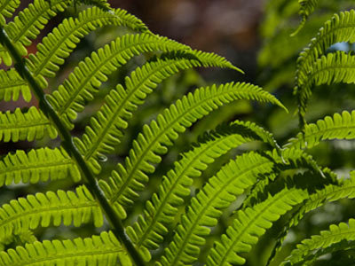 Matteuccia struthiopteris (L.) Tod.